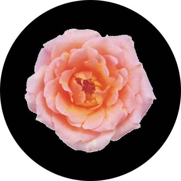 Flower gobo